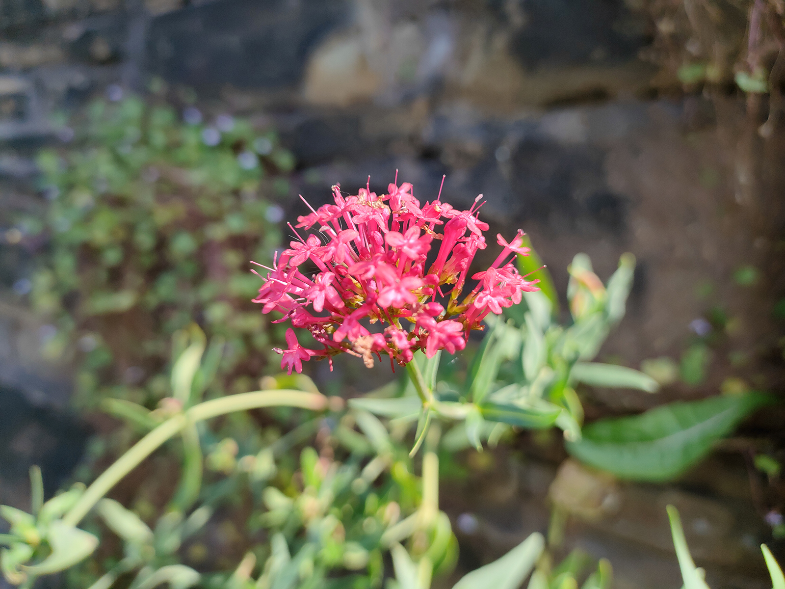 Realme GT Master Edition camera samples – a close-up of a flower.