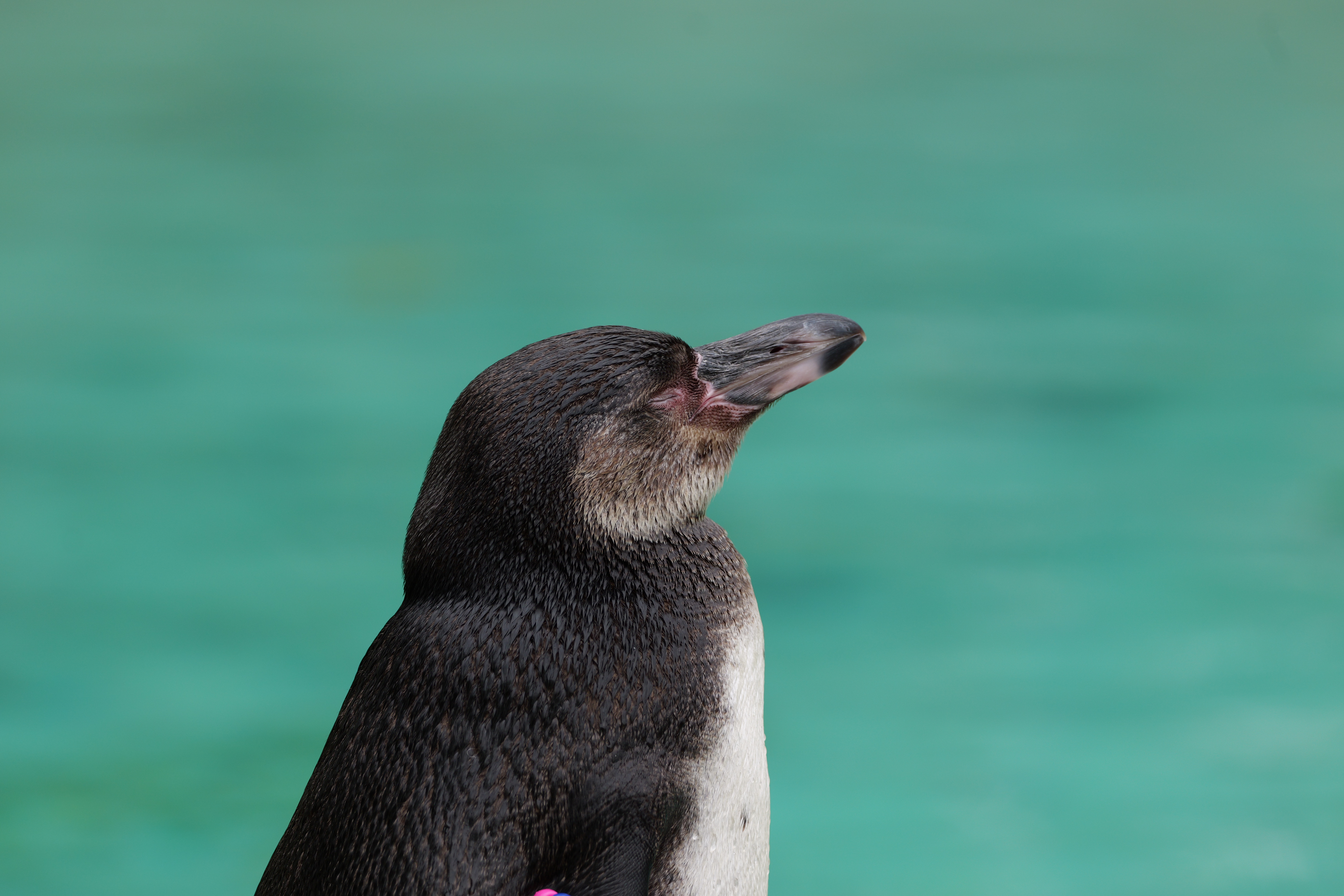 A close-up of a penguin with its eyes closed