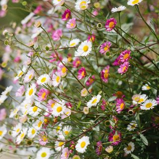 Erigeron karvinskianus white and pink flowers