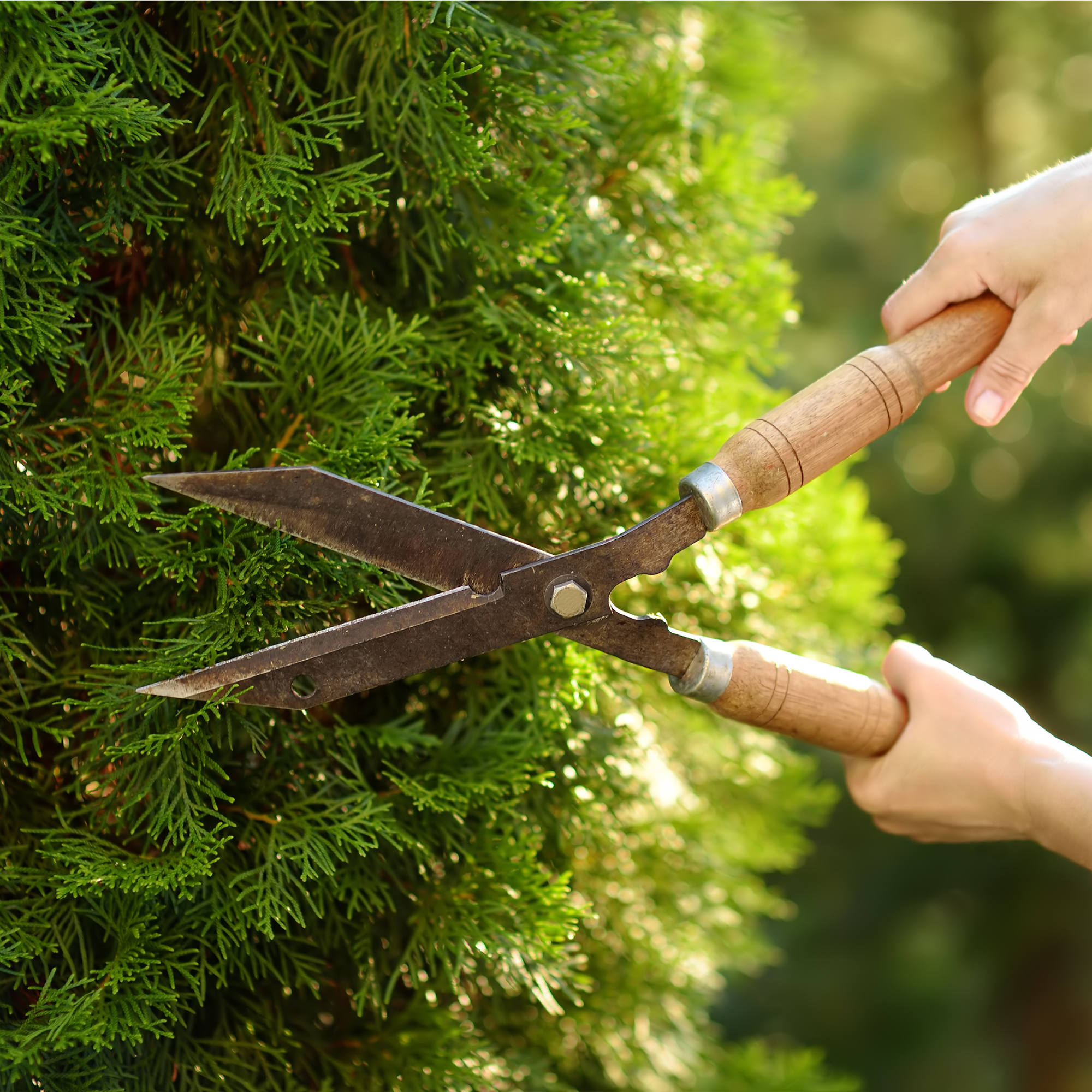 woman using loppers to prune thuja