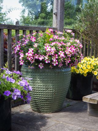 Sample image of an outdoor floral display taken with the Pentax WG-90