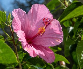 Perennial hibiscus with pink blooms