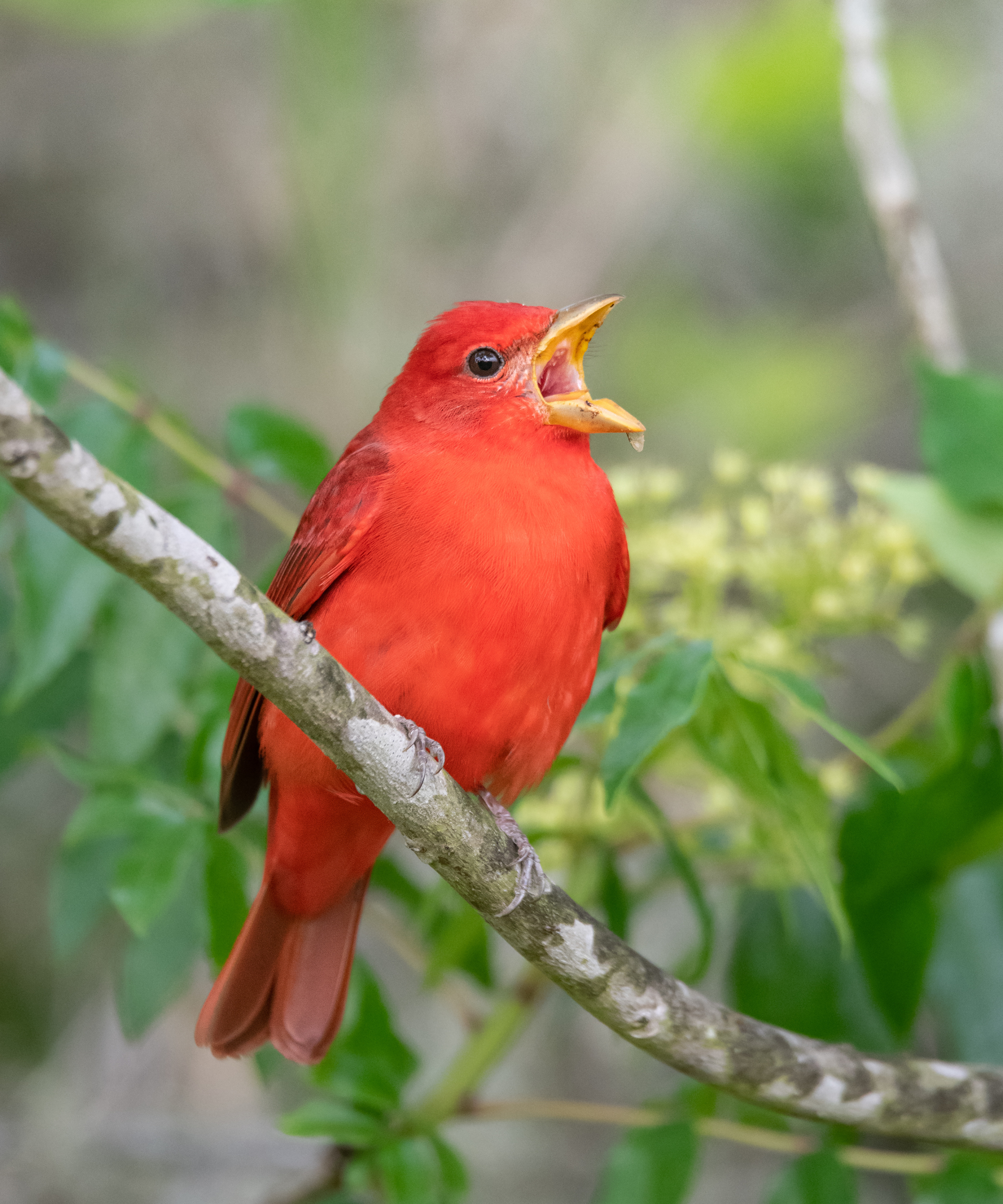 A male summer tanager, Piranga rubra, perched on a branch singing during the spring migration in Galveston, Texas.
