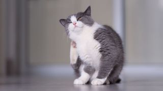 grey and white cat itching