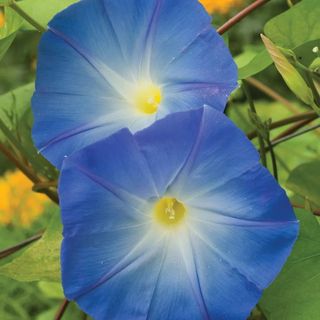 Burpee morning glory