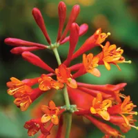 Honeysuckle 'Dropmore Scarlet' at Van Meuwen