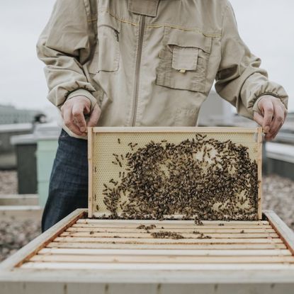 A beekeeper on a rooftop pulls a frame covered in bees from a beehive