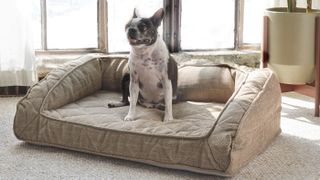 Brentwood Home Runyon pet bed