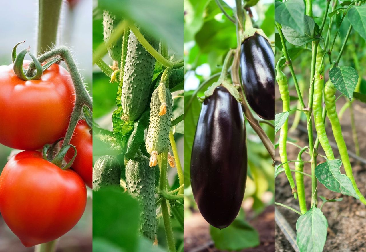 Fresh Vegetables Including Tomatoes Eggplants And Peas