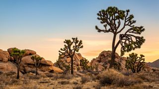 Joshua Tree National Park