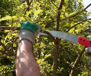 Pruning thin branches from a tree using pruning saw with red handle