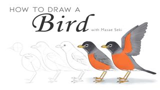 how to draw a bird