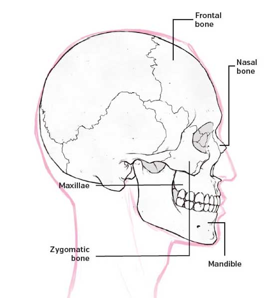 Skull