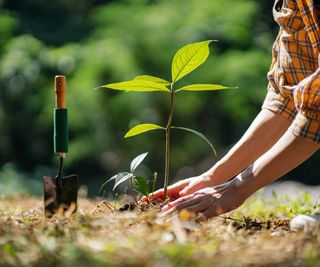 person planting a tree