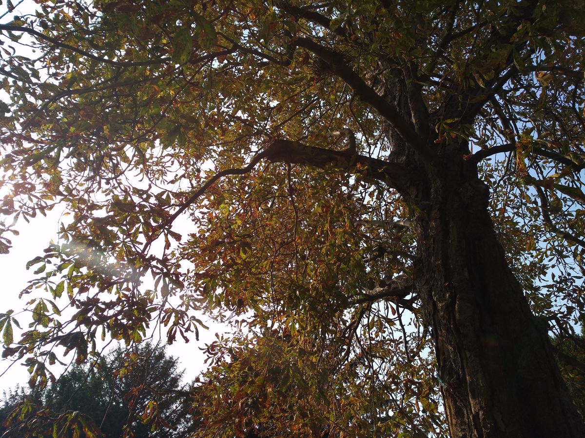 You can see some of the (minor) purple fringing that occasionally affects the Nova here. The oranges, yellows and greens of the leaves have been brought out well though.