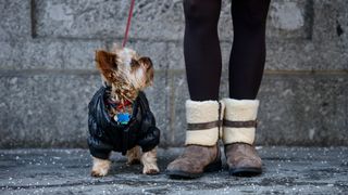 Yorkshire terrier out for a walk with its owner wearing a puffy jacket