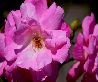 The delicate and fragrant open pink flowers of Rosa 'Old Blush'