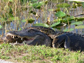 Alligator fighting python