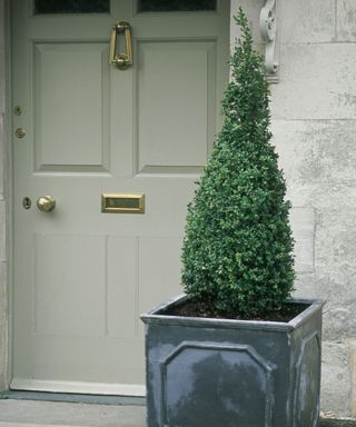 A front garden with a sage door and a potted topiary tree in a cone shape, illustrating very small front garden ideas.