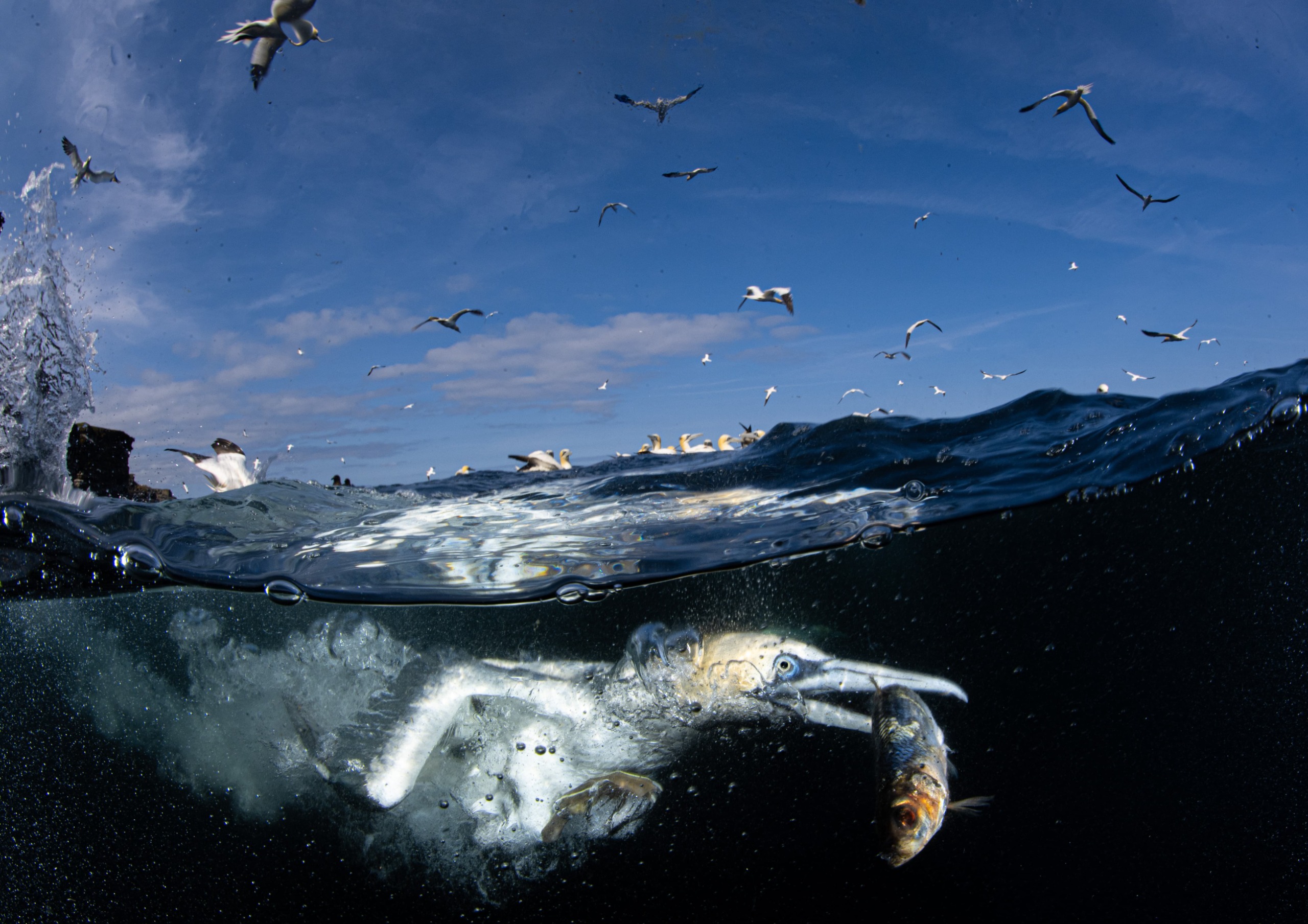 Gannet hunting fish under water.