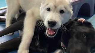 puppy thrown out of daycare for lying on dogs