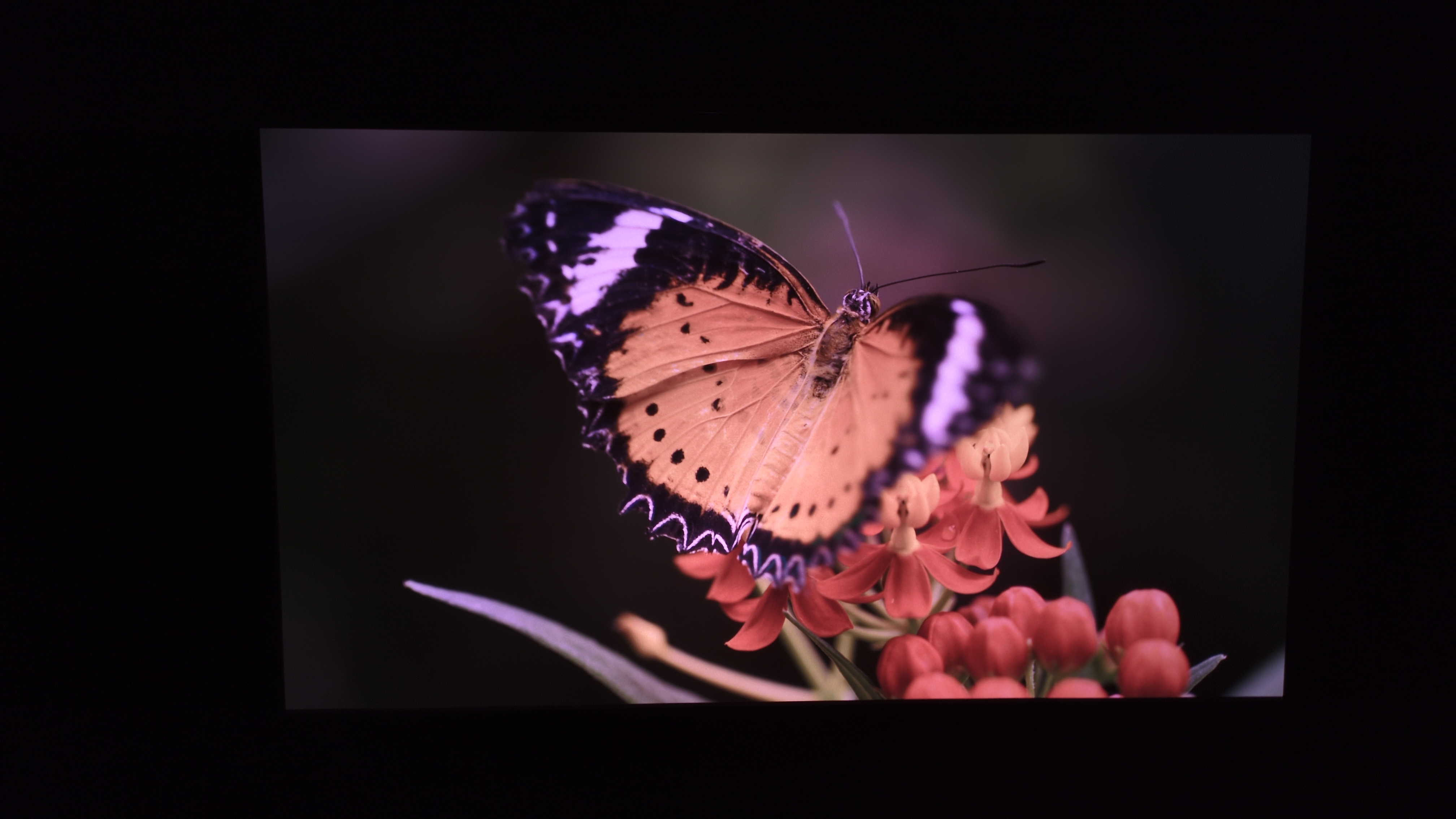 JMGO N1S Pro 4K con mariposa en pantalla