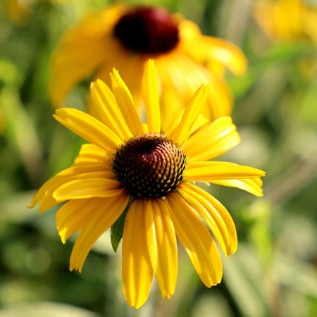 American Gold Rush Black Eyed Susan