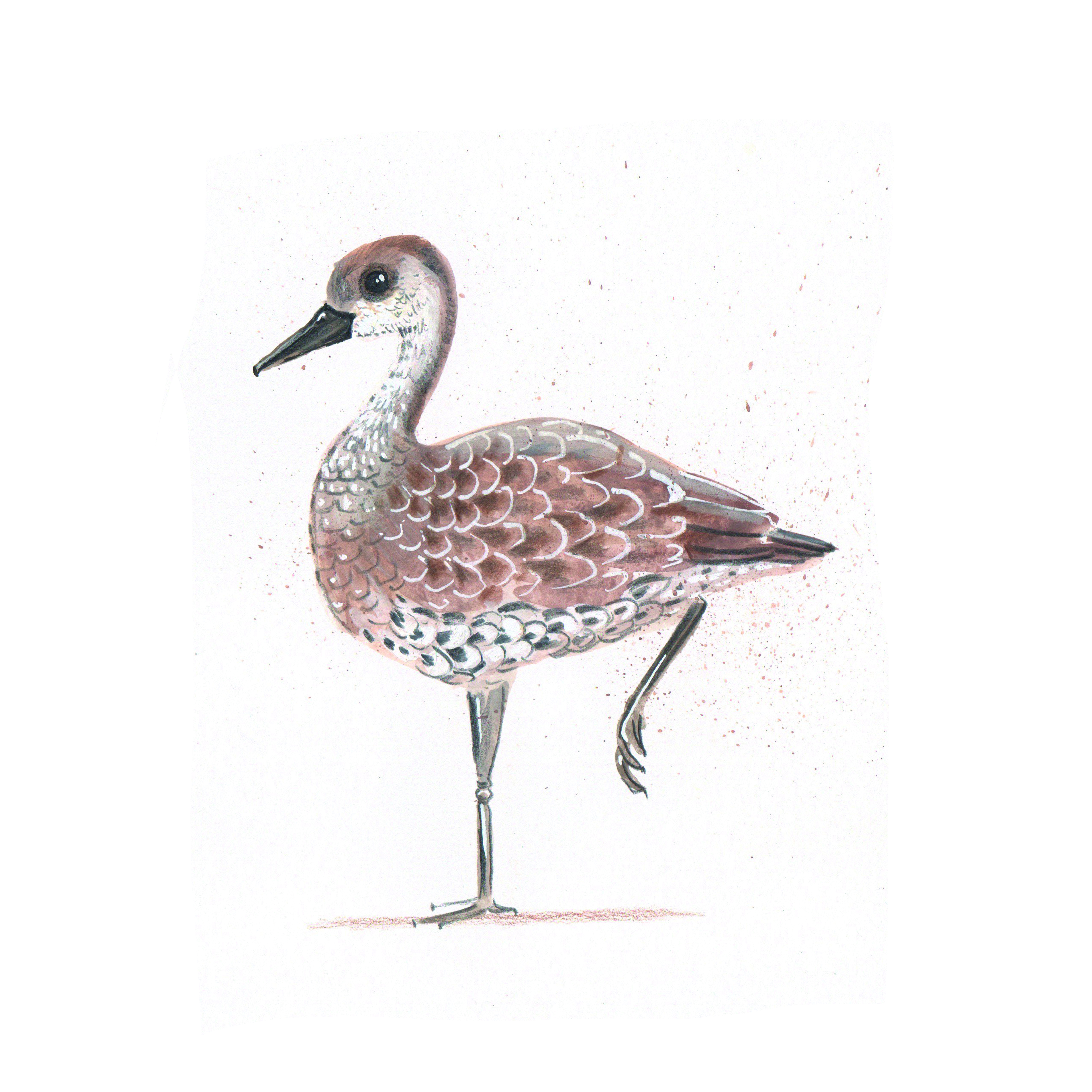 Caribbean bird illustrations