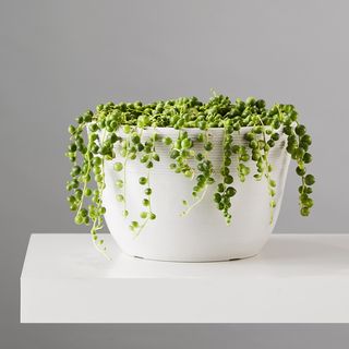 Plants.com string of pearls