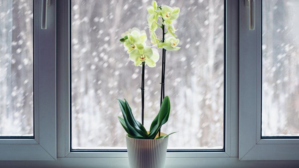 An orchid in a snowy window