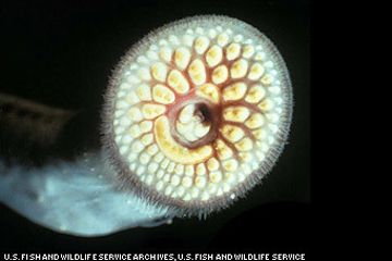 sea lamprey sucker