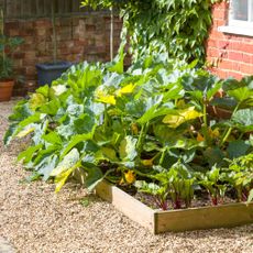 raised bed of vegetables with gravel path