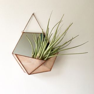 A hanging terrarium with a plant