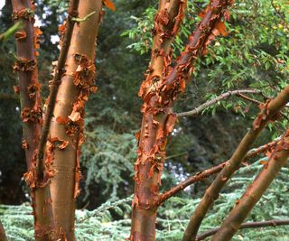 Paperbark maple tree