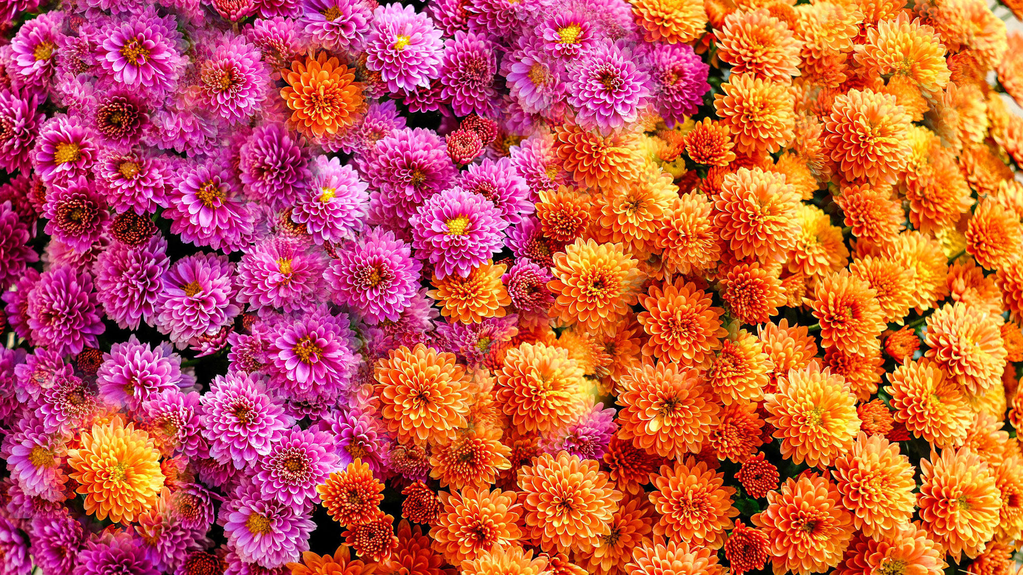 orange and pink flowering mums