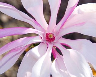 close of a flower on a Magnolia 'Betty'
