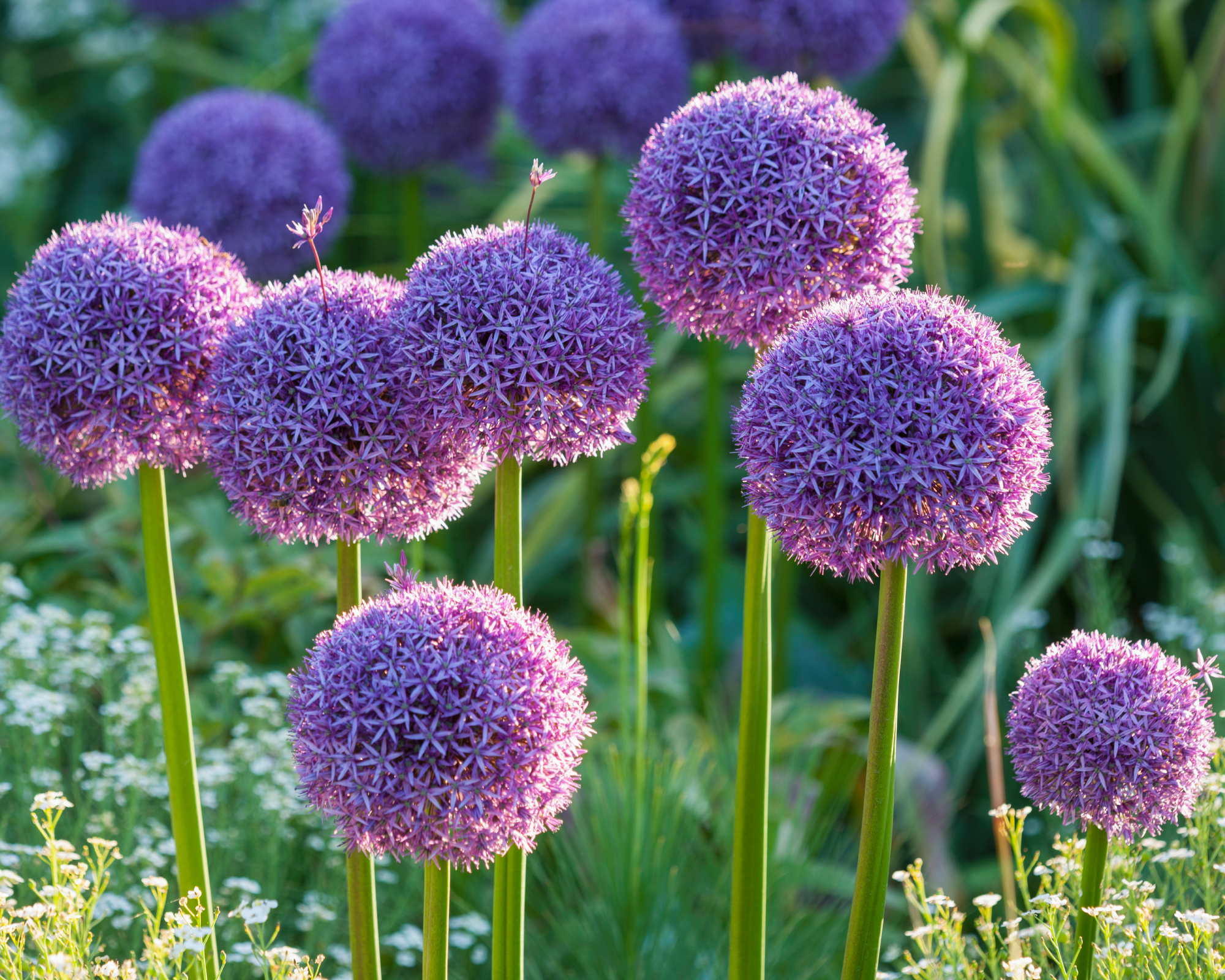 RHS GARDEN, WISLEY, SURREY: ALLIUM GLOBEMASTER - ONION, BULB, PURPLE