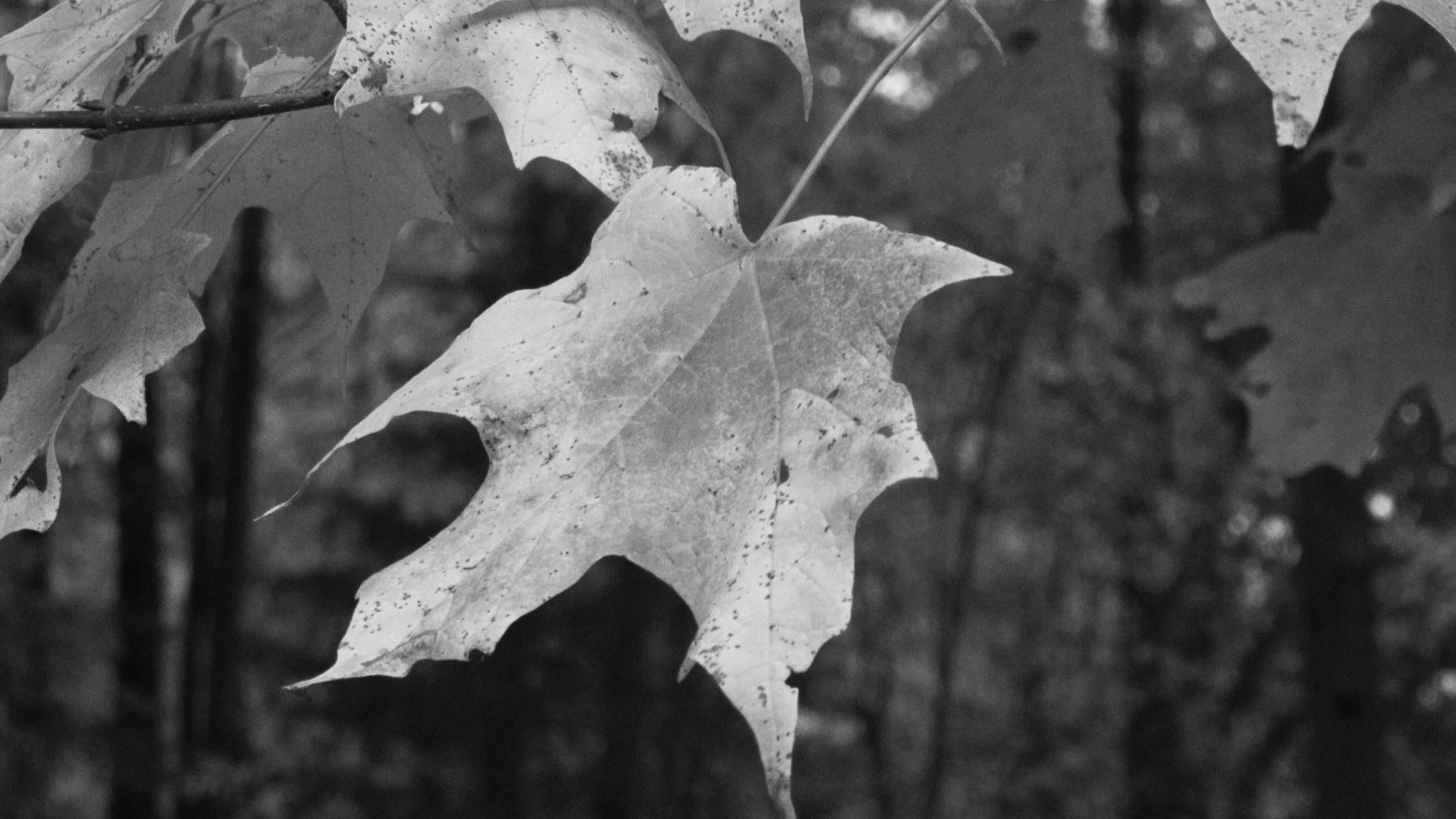Image samples from Koloristika compared to the iPhone native camera