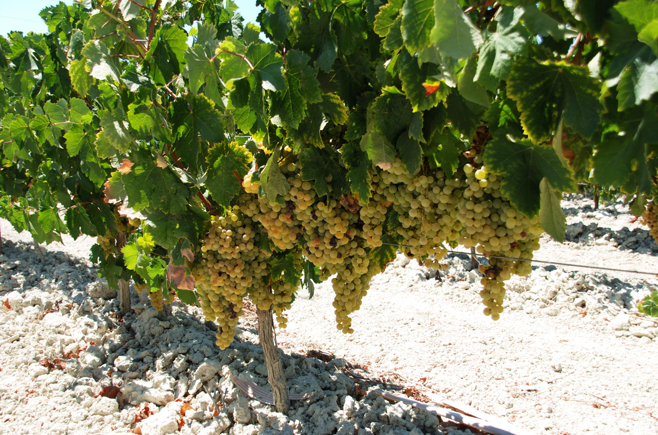 Unfortified Jerez wines