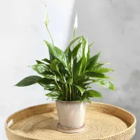 23.Bloom &amp; Wild Peace Lily