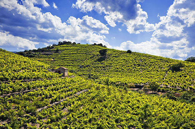 roussillon vineyards