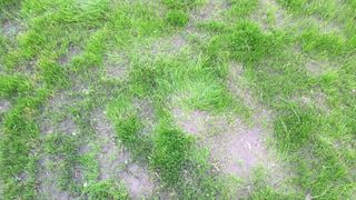 A lawn with bald patches of grass