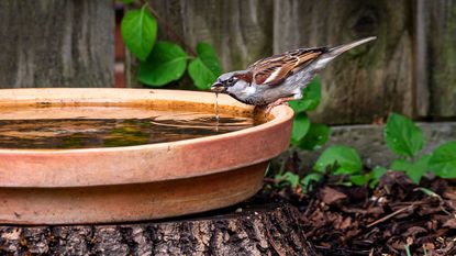 House sparrow taking a drink from a terracotta bird bath