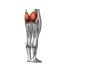 The gluteus maximus is the largest muscle in the body.