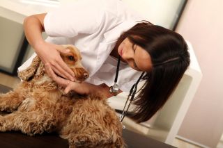 vet with dog