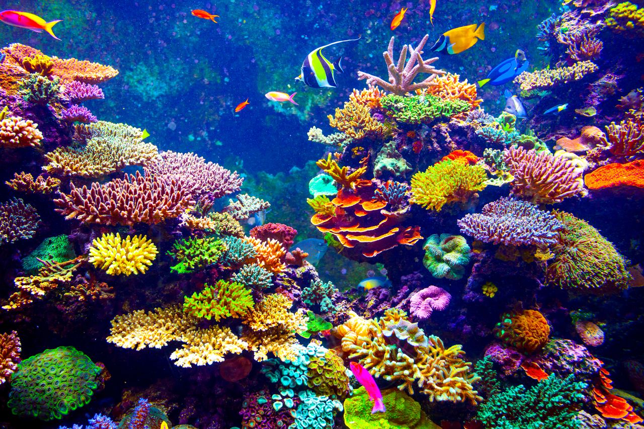 A coral reef.