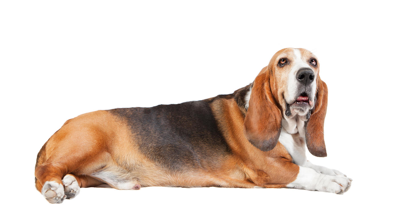Basset hound dog breed