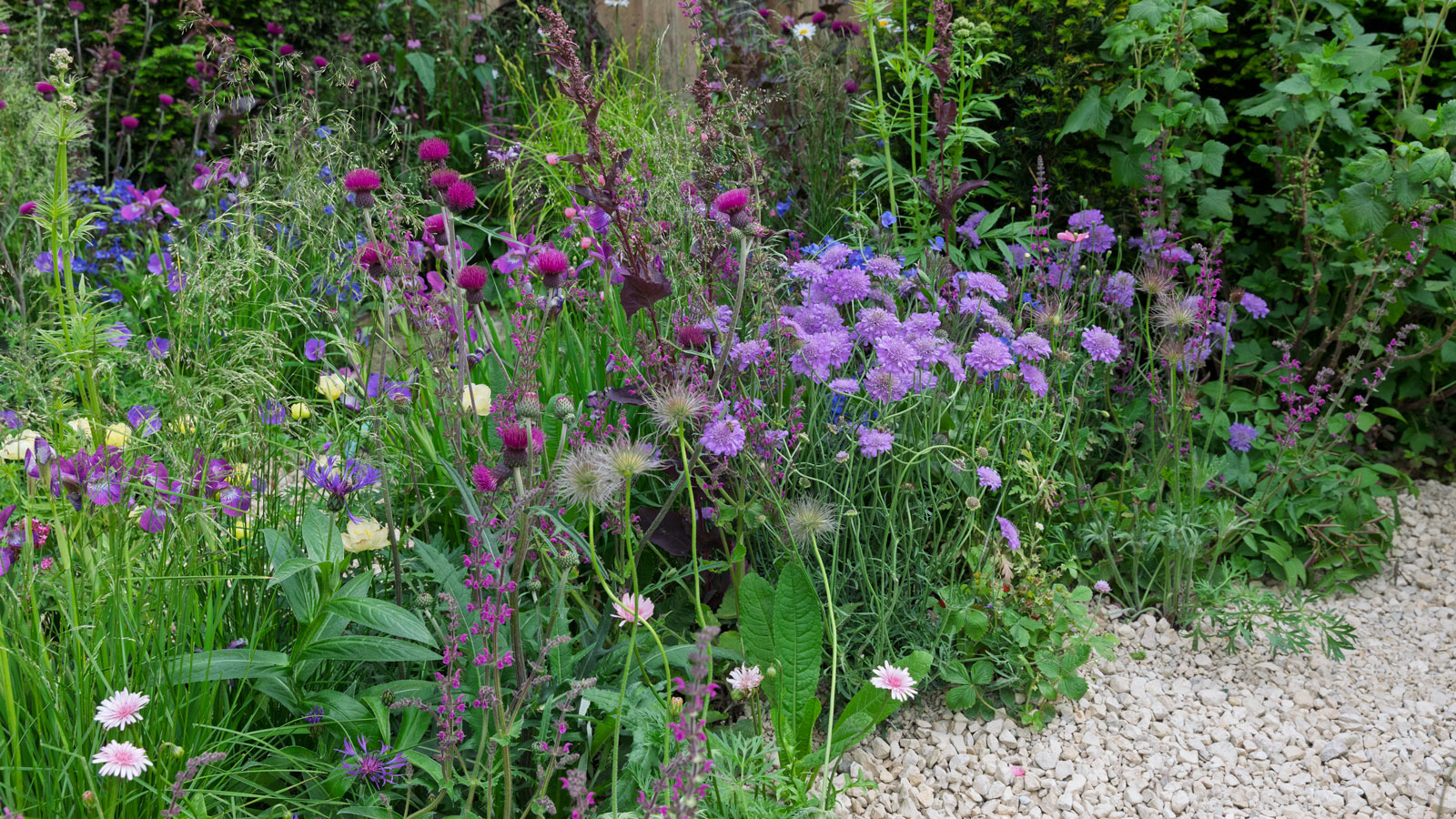 pink and mauve border design with salvia, scabiosa and perennial cornflowers