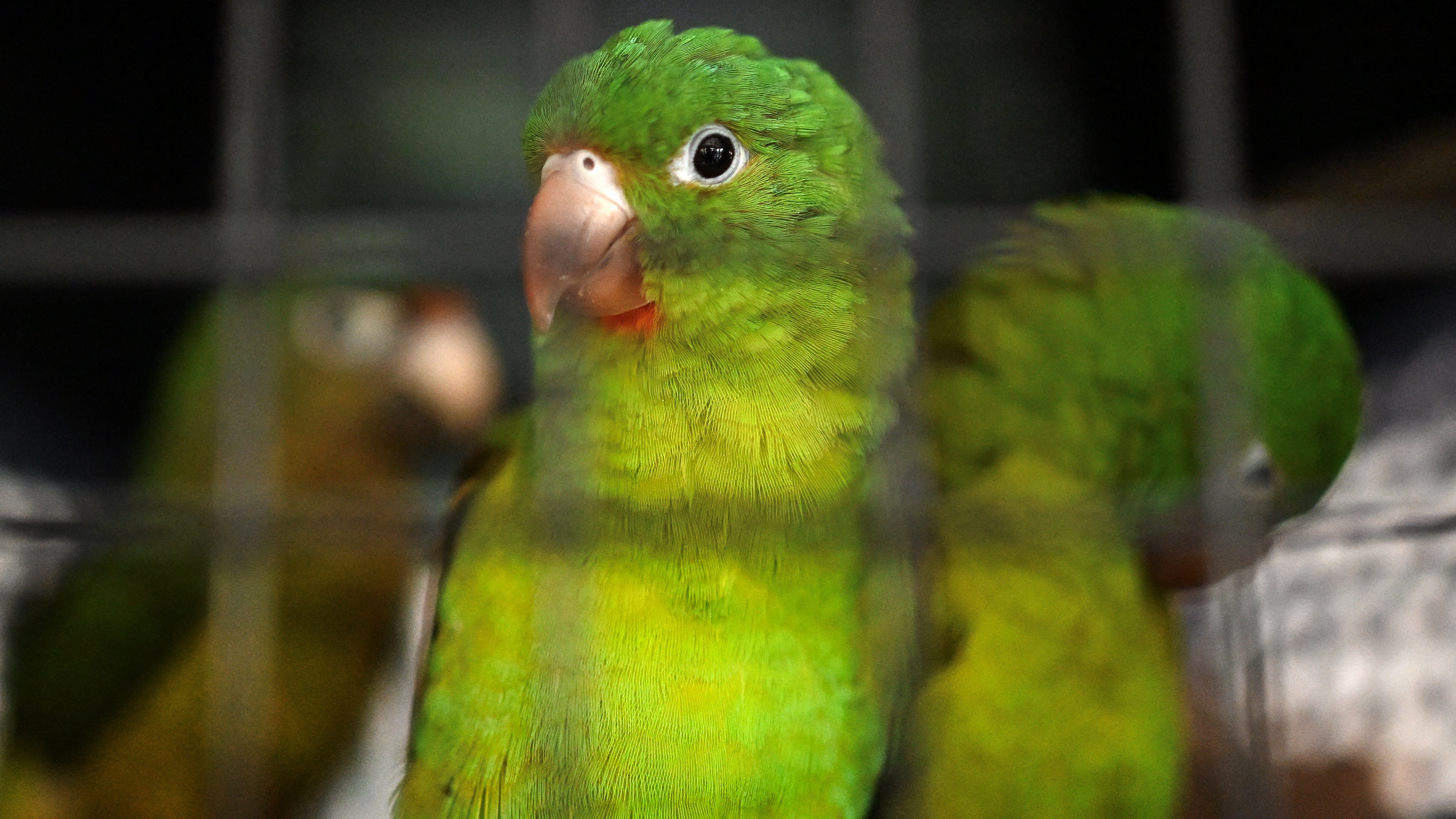 Orange (Eupsittula canicularis)