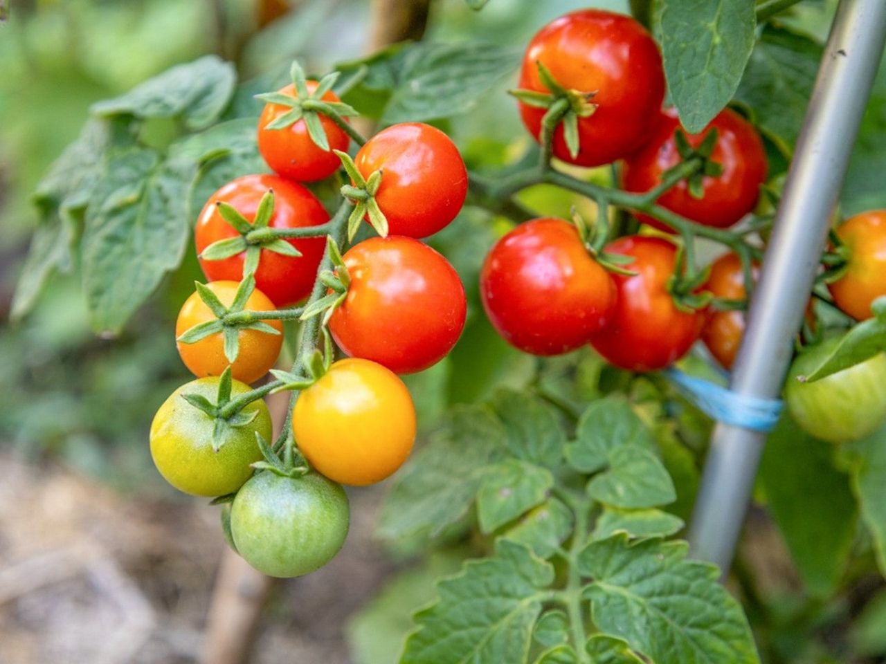 Two clusters of small red, yellow, and green tomatoes on the vine